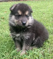 Westin, a male German Shepherd Dog for sale in Marshall, AR – 4 of 10