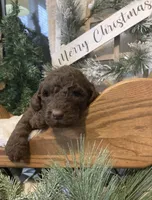 Ginger, a female Sheepadoodle for sale in Marshall, AR – Photo 6 of 8