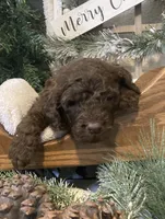 Ginger, a female Sheepadoodle for sale in Marshall, AR – Photo 3 of 8