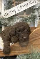 Ginger, a female Sheepadoodle for sale in Marshall, AR – Photo 2 of 8