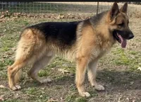 Hilda, a female German Shepherd Dog for sale in Marshall, AR – 5 of 6