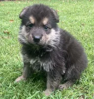 Westin, a male German Shepherd Dog for sale in Marshall, AR – 7 of 10