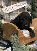 Bailey, a female Sheepadoodle for sale in Marshall, AR – Photo 6 of 8