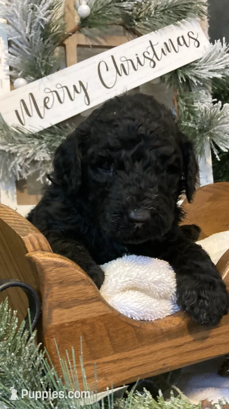 Bailey, a female Sheepadoodle for sale in Marshall, AR – Photo 5 of 8