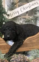 Bailey, a female Sheepadoodle for sale in Marshall, AR – Photo 3 of 8