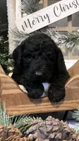 Bailey, a female Sheepadoodle for sale in Marshall, AR – Photo 4 of 8