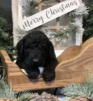 Bailey, a female Sheepadoodle for sale in Marshall, AR – Photo 8 of 8