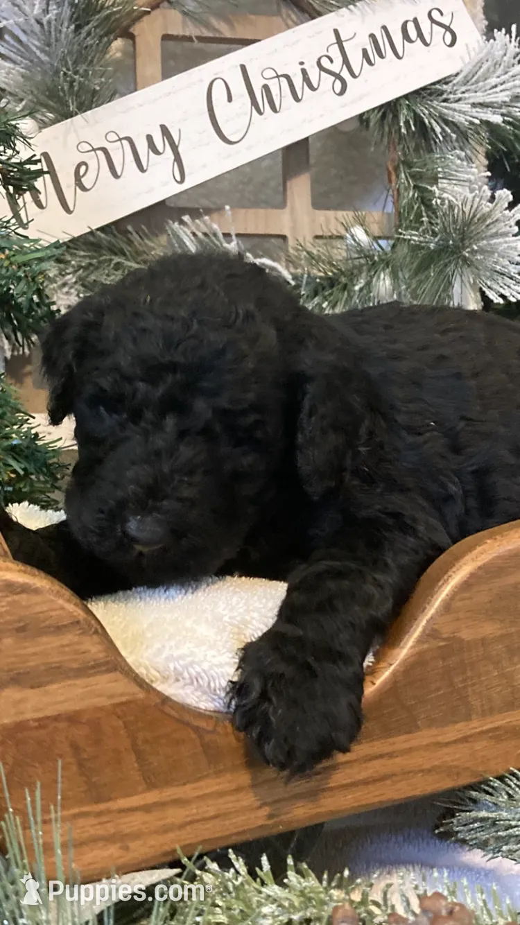 Bailey, a female Sheepadoodle for sale in Marshall, AR – Photo 2 of 8