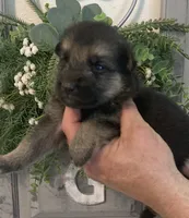 Nova, a female German Shepherd Dog for sale in Marshall, AR – 4 of 6