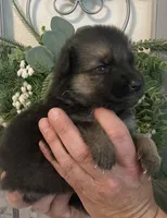 Hilda, a female German Shepherd Dog for sale in Marshall, AR – 3 of 6