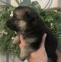 Greta, a female German Shepherd Dog for sale in Marshall, AR – 2 of 5