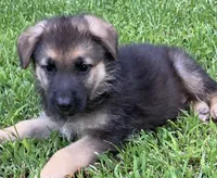 Daisy, a female German Shepherd Dog for sale in Marshall, AR – 3 of 5