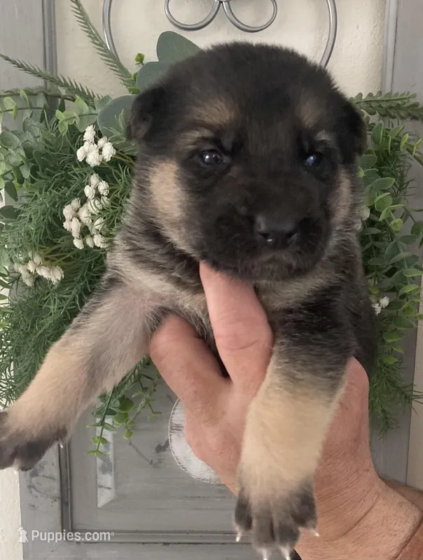 Trooper – German Shepherd Dog puppy for sale in Marshall, AR