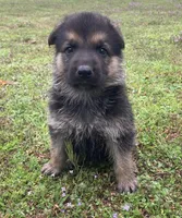 Trooper, a male German Shepherd Dog for sale in Marshall, AR – Photo 4 of 6