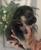 Trooper, a male German Shepherd Dog for sale in Marshall, AR – Photo 4 of 6