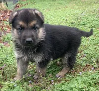 Trooper, a male German Shepherd Dog for sale in Marshall, AR – Photo 2 of 6