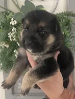 Trooper, a male German Shepherd Dog for sale in Marshall, AR – Photo 3 of 6