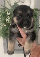 Trooper, a male German Shepherd Dog for sale in Marshall, AR – Photo 2 of 6