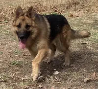 Trooper, a male German Shepherd Dog for sale in Marshall, AR – Photo 6 of 6