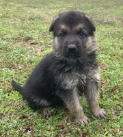 Trooper, a male German Shepherd Dog for sale in Marshall, AR – Photo 3 of 6