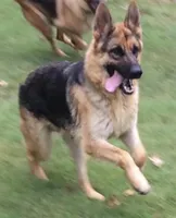 Trooper, a male German Shepherd Dog for sale in Marshall, AR – Photo 5 of 6