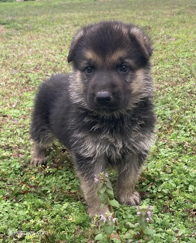 Trooper – German Shepherd Dog puppy for sale in Marshall, AR