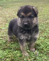 Trooper, a male German Shepherd Dog for sale in Marshall, AR – Photo 1 of 6