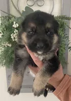 Trooper, a male German Shepherd Dog for sale in Marshall, AR – Photo 1 of 6