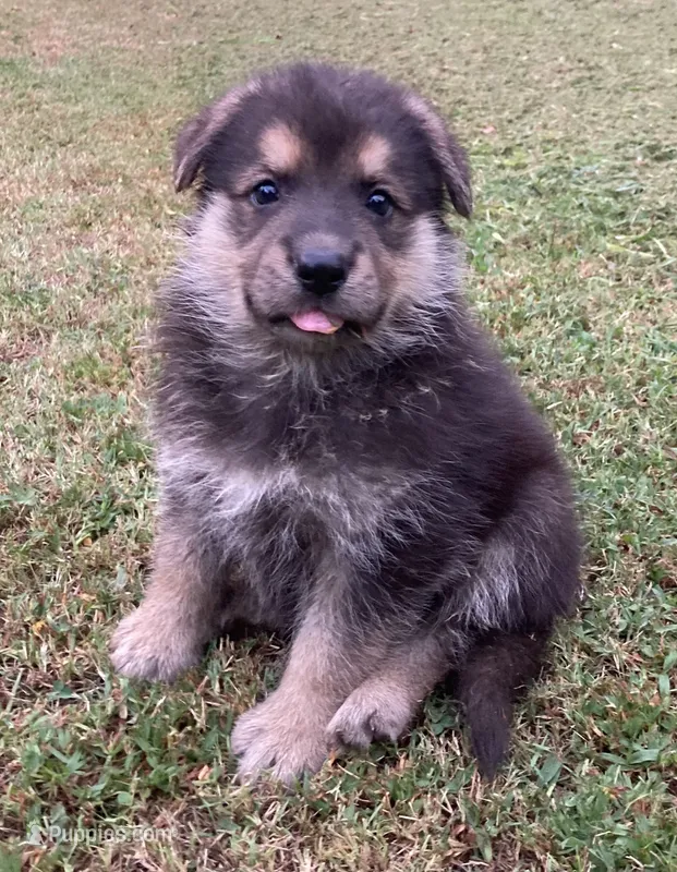 Westin – German Shepherd Dog puppy for sale in Marshall, AR
