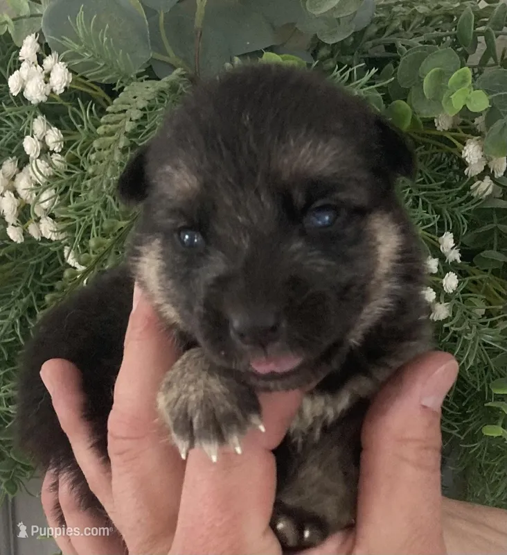 Heidi – German Shepherd Dog puppy for sale in Marshall, AR