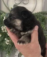 Heidi, a female German Shepherd Dog for sale in Marshall, AR – Photo 4 of 4