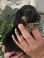 Heidi, a female German Shepherd Dog for sale in Marshall, AR – Photo 2 of 4