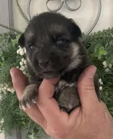 Heidi, a female German Shepherd Dog for sale in Marshall, AR – Photo 3 of 4