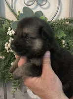 Hilda, a female German Shepherd Dog for sale in Marshall, AR – 2 of 6