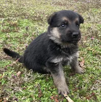 Suzzana, a female German Shepherd Dog for sale in Marshall, AR – Photo 4 of 6