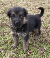 Suzzana, a female German Shepherd Dog for sale in Marshall, AR – Photo 6 of 6