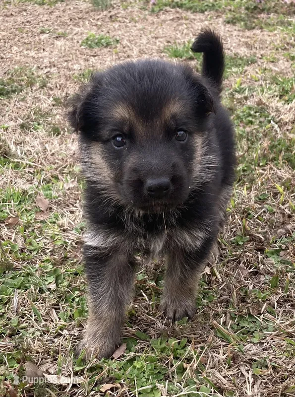 Suzzana – German Shepherd Dog puppy for sale in Marshall, AR