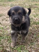 Suzzana, a female German Shepherd Dog for sale in Marshall, AR – Photo 3 of 6