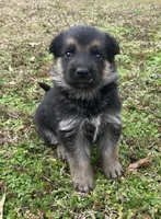 Suzzana, a female German Shepherd Dog for sale in Marshall, AR – Photo 5 of 6