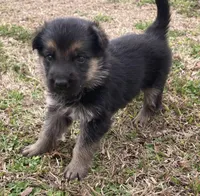 Suzzana, a female German Shepherd Dog for sale in Marshall, AR – Photo 2 of 6