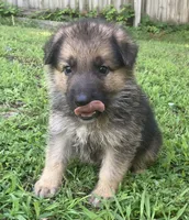 Kaiser, a male German Shepherd Dog for sale in Marshall, AR – 3 of 6