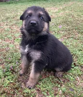 Savannah, a female German Shepherd Dog for sale in Marshall, AR – Photo 2 of 4