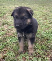 Savannah, a female German Shepherd Dog for sale in Marshall, AR – Photo 3 of 4