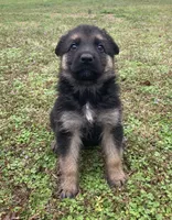 Savannah, a female German Shepherd Dog for sale in Marshall, AR – Photo 4 of 4