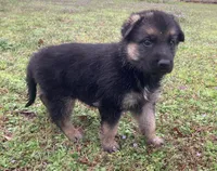 Savannah, a female German Shepherd Dog for sale in Marshall, AR – Photo 1 of 4