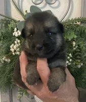 Hilda, a female German Shepherd Dog for sale in Marshall, AR – 4 of 6