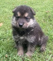 Westin, a male German Shepherd Dog for sale in Marshall, AR – 8 of 10