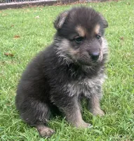 Westin, a male German Shepherd Dog for sale in Marshall, AR – 2 of 10