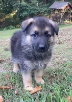 Benson, a male German Shepherd Dog for sale in Marshall, AR – 2 of 4