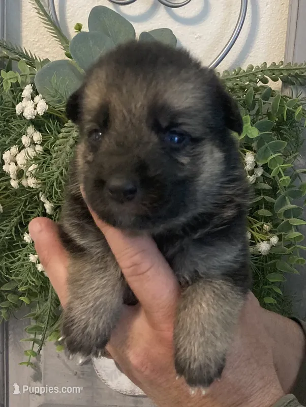 Greta – German Shepherd Dog puppy for sale in Marshall, AR